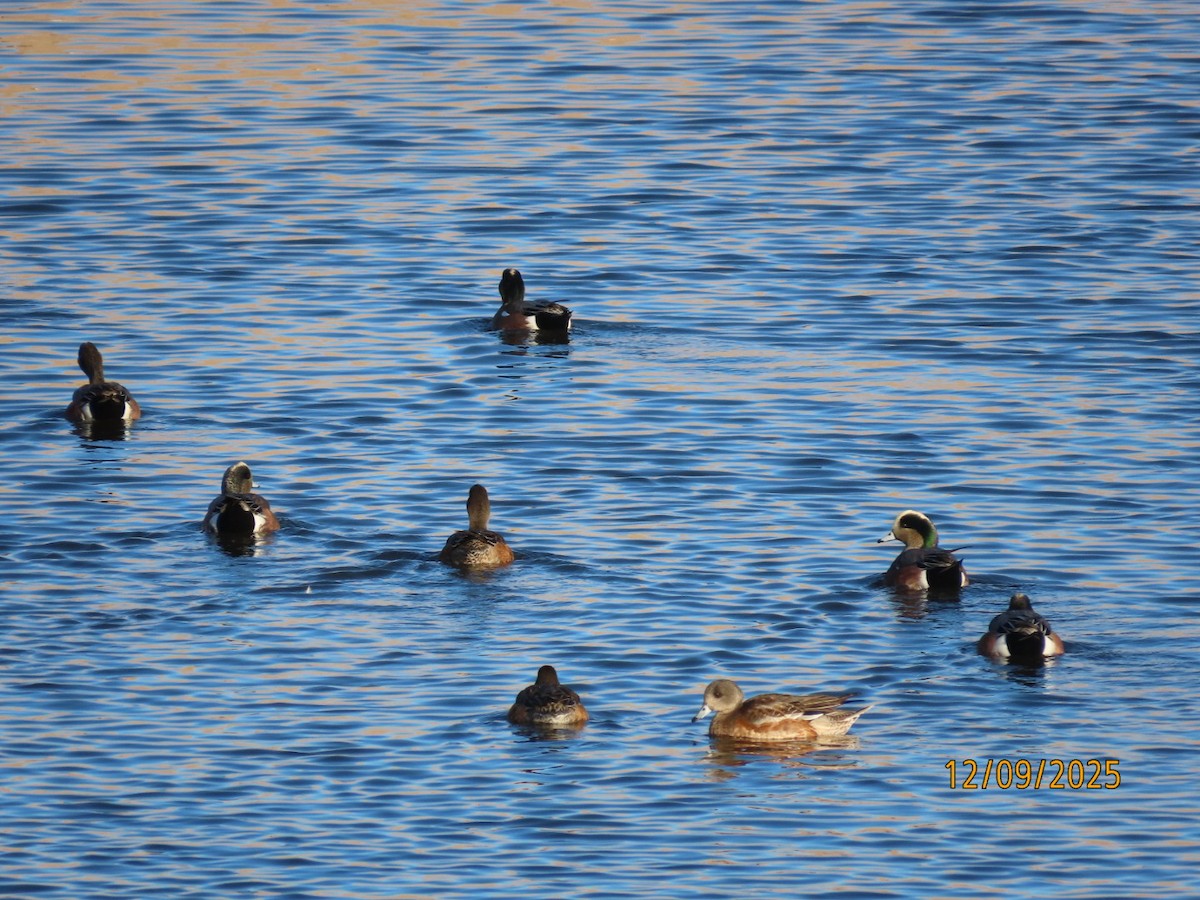American Wigeon - ML646648209
