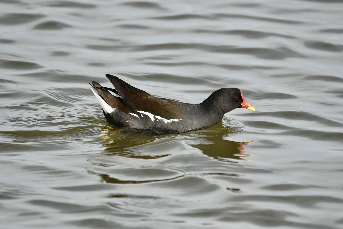 sivhøne - ML646648212