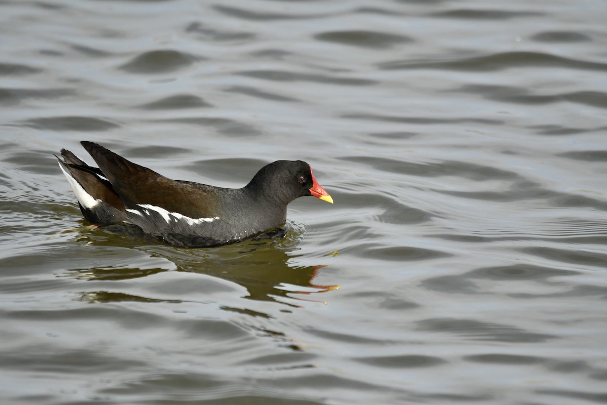 sivhøne - ML646648213