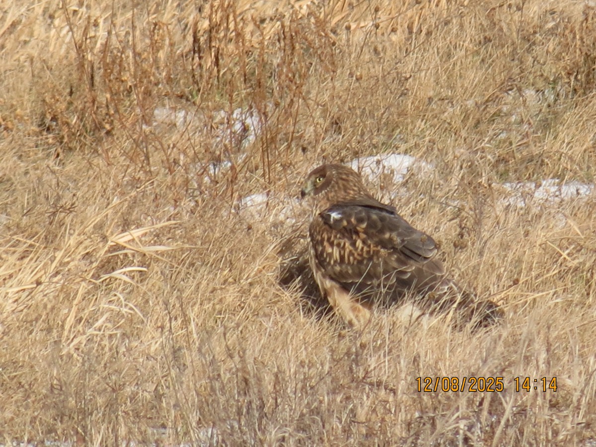 Northern Harrier - ML646648214