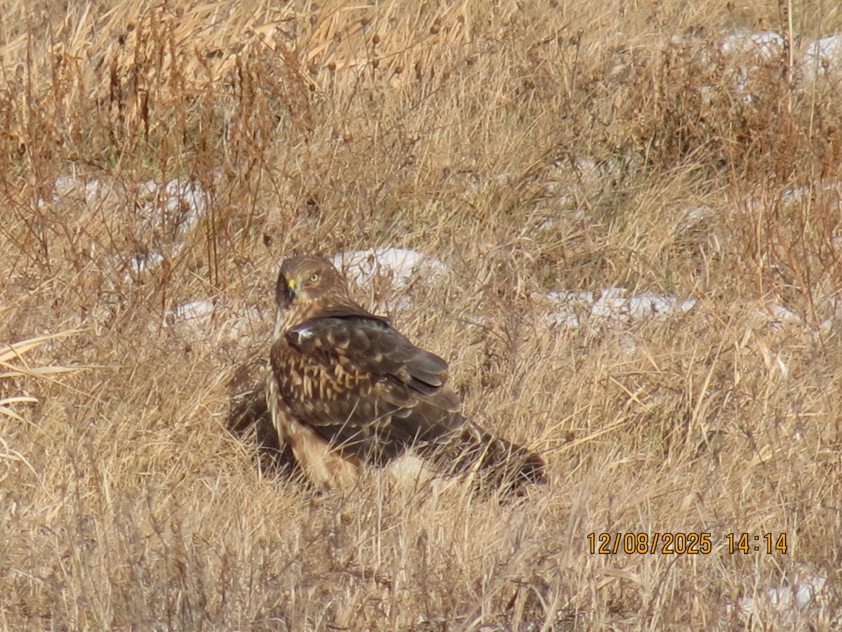Northern Harrier - ML646648215