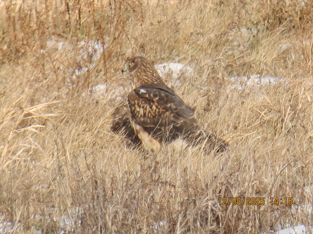 Northern Harrier - ML646648216