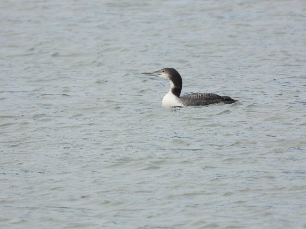 Common Loon - ML646648218