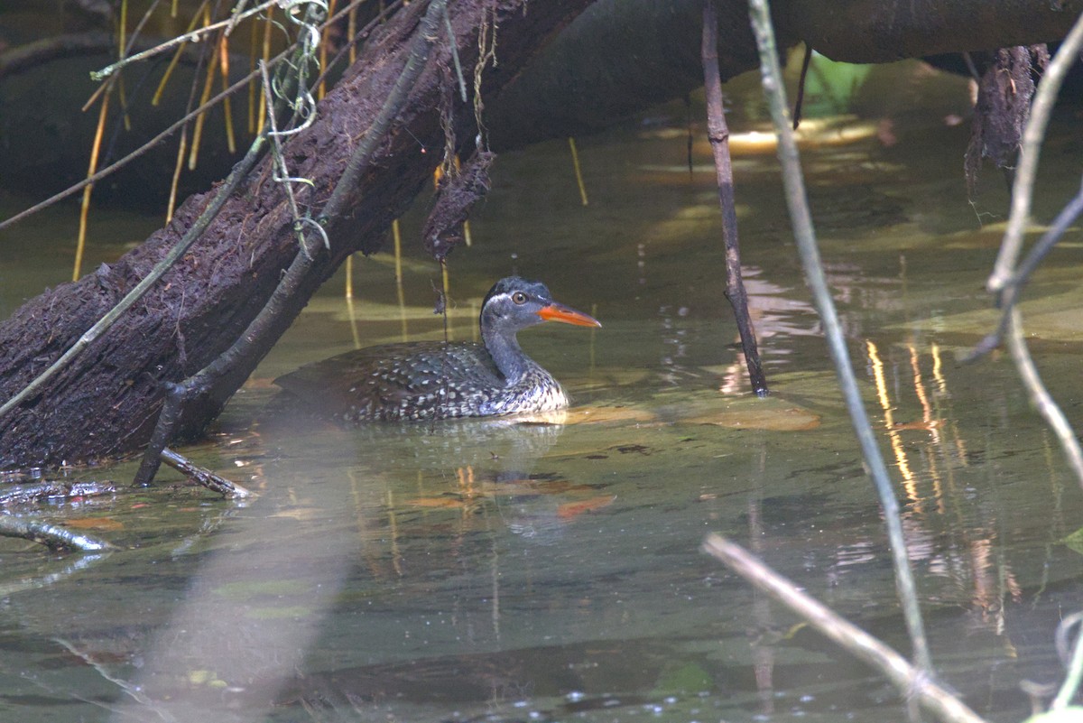 African Finfoot - ML646648219