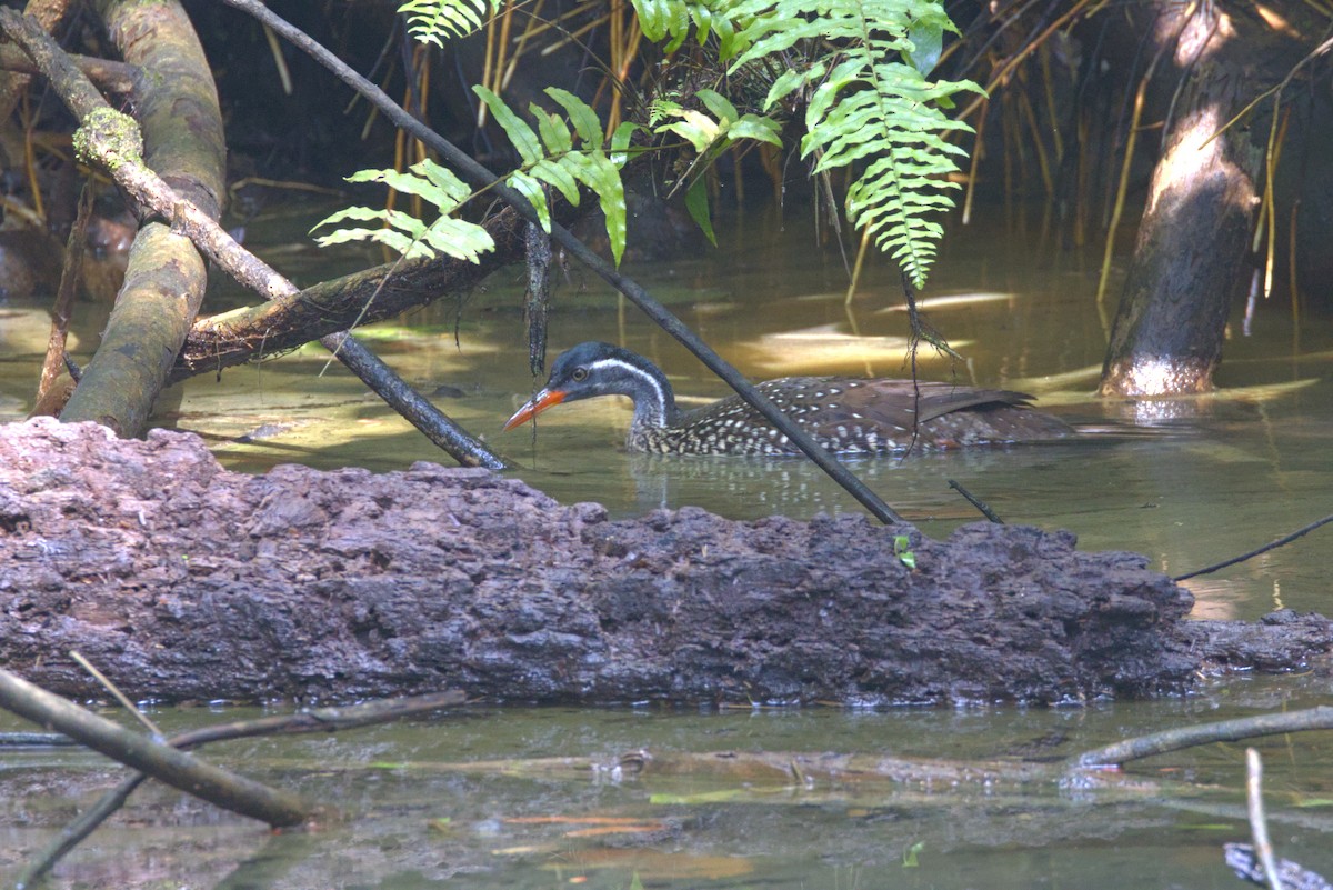 African Finfoot - ML646648220