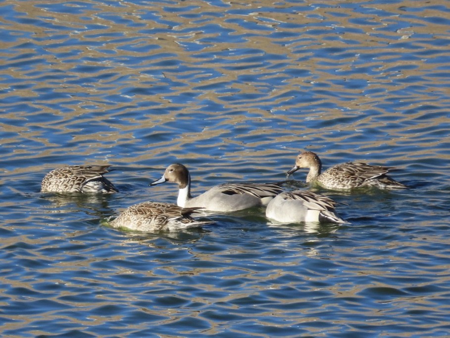 Northern Pintail - ML646648221