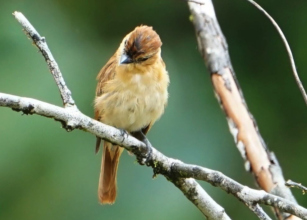 Cinnamon Becard - ML646648223