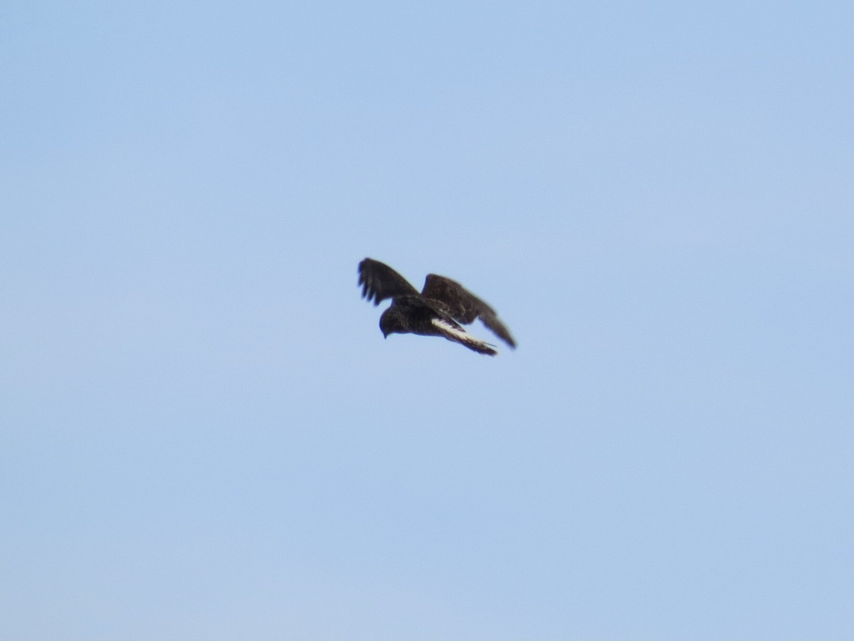 Rough-legged Hawk - ML646648225