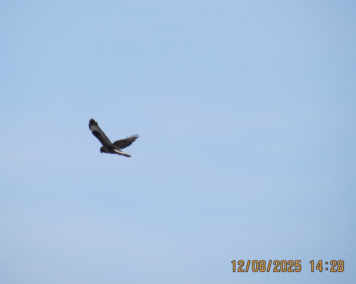 Rough-legged Hawk - ML646648228