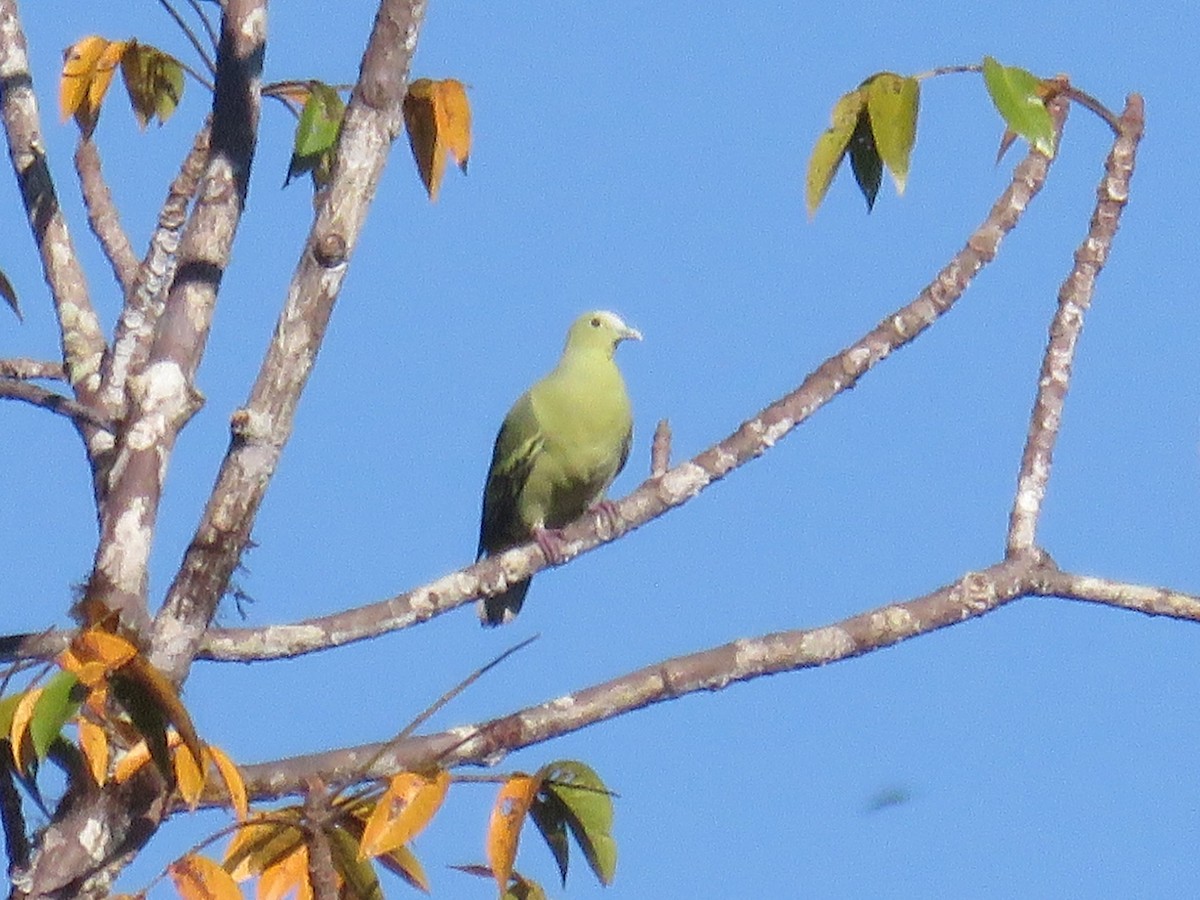 Andaman Yeşil Güvercini - ML646648230