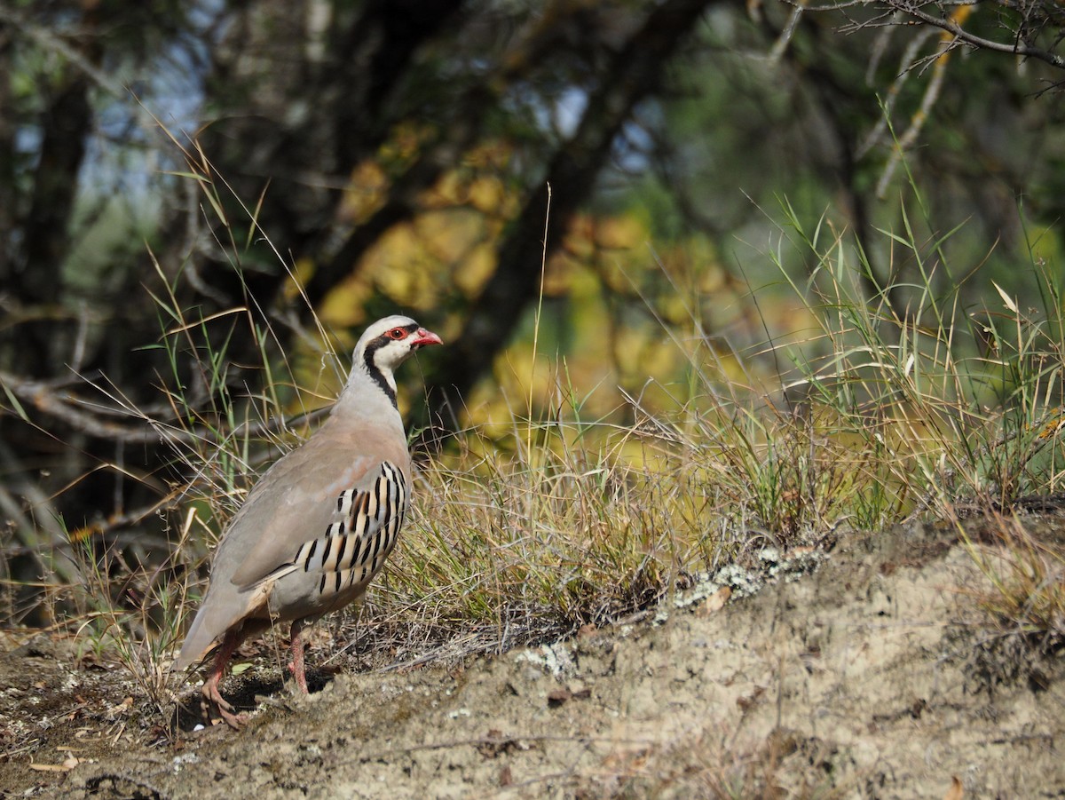 Chukar - ML646648233