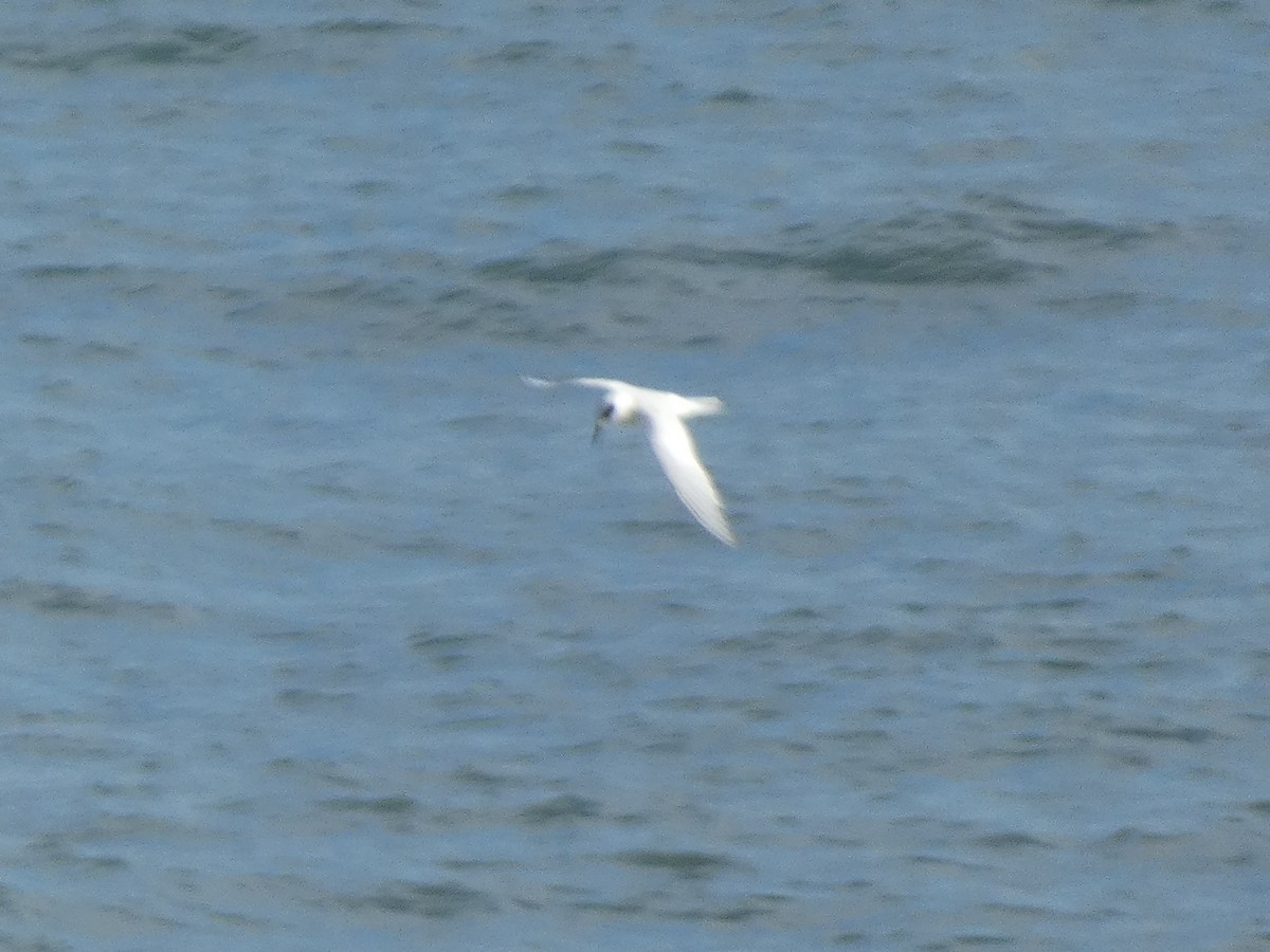 Forster's Tern - ML646648234