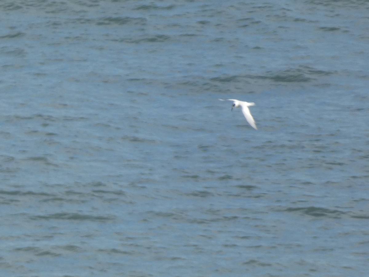 Forster's Tern - ML646648236