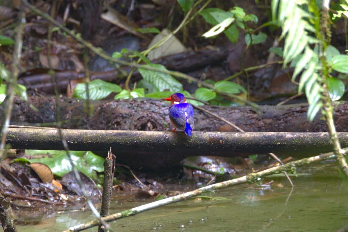 White-bellied Kingfisher - ML646648237