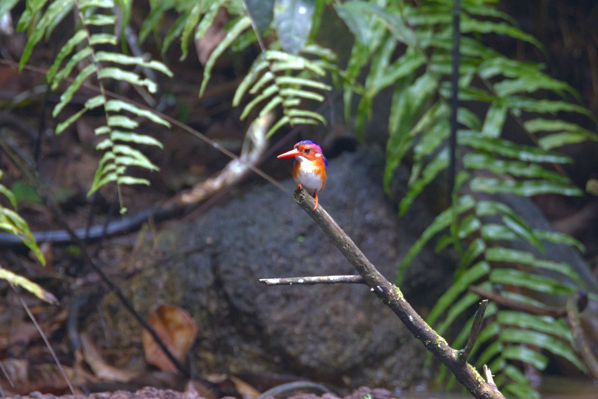 White-bellied Kingfisher - ML646648238