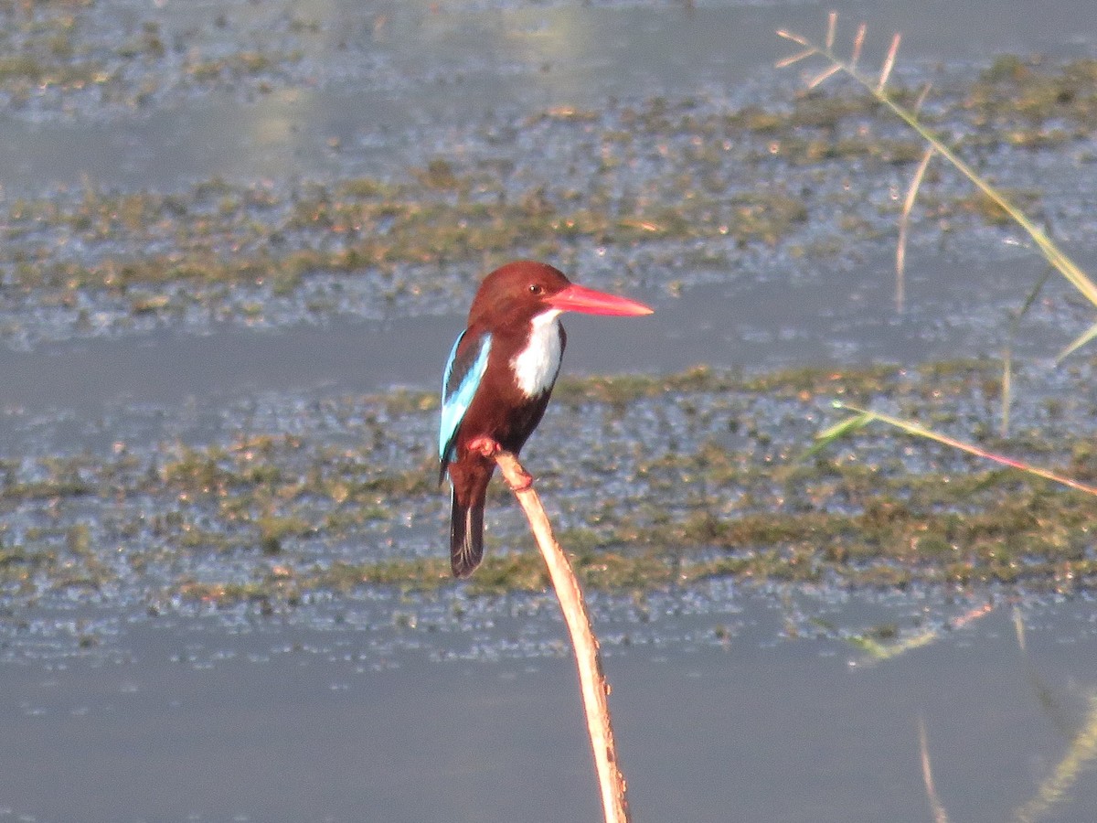 İzmir Yalıçapkını - ML646648243