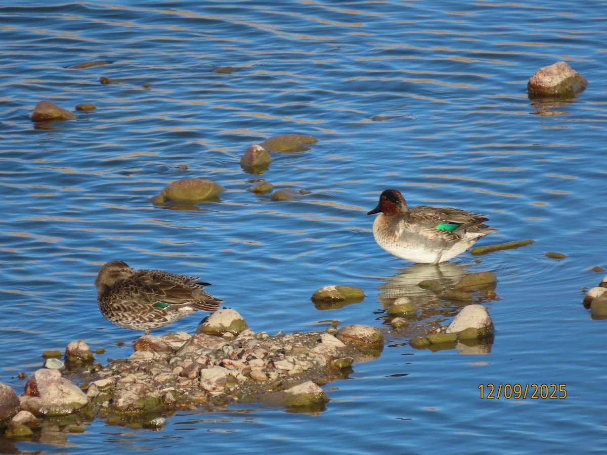 Green-winged Teal - ML646648246