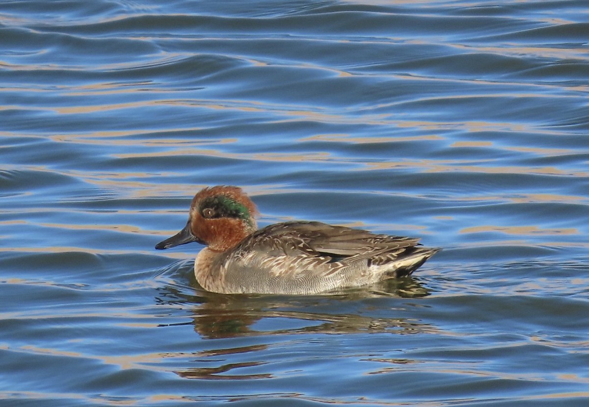 Green-winged Teal - ML646648247