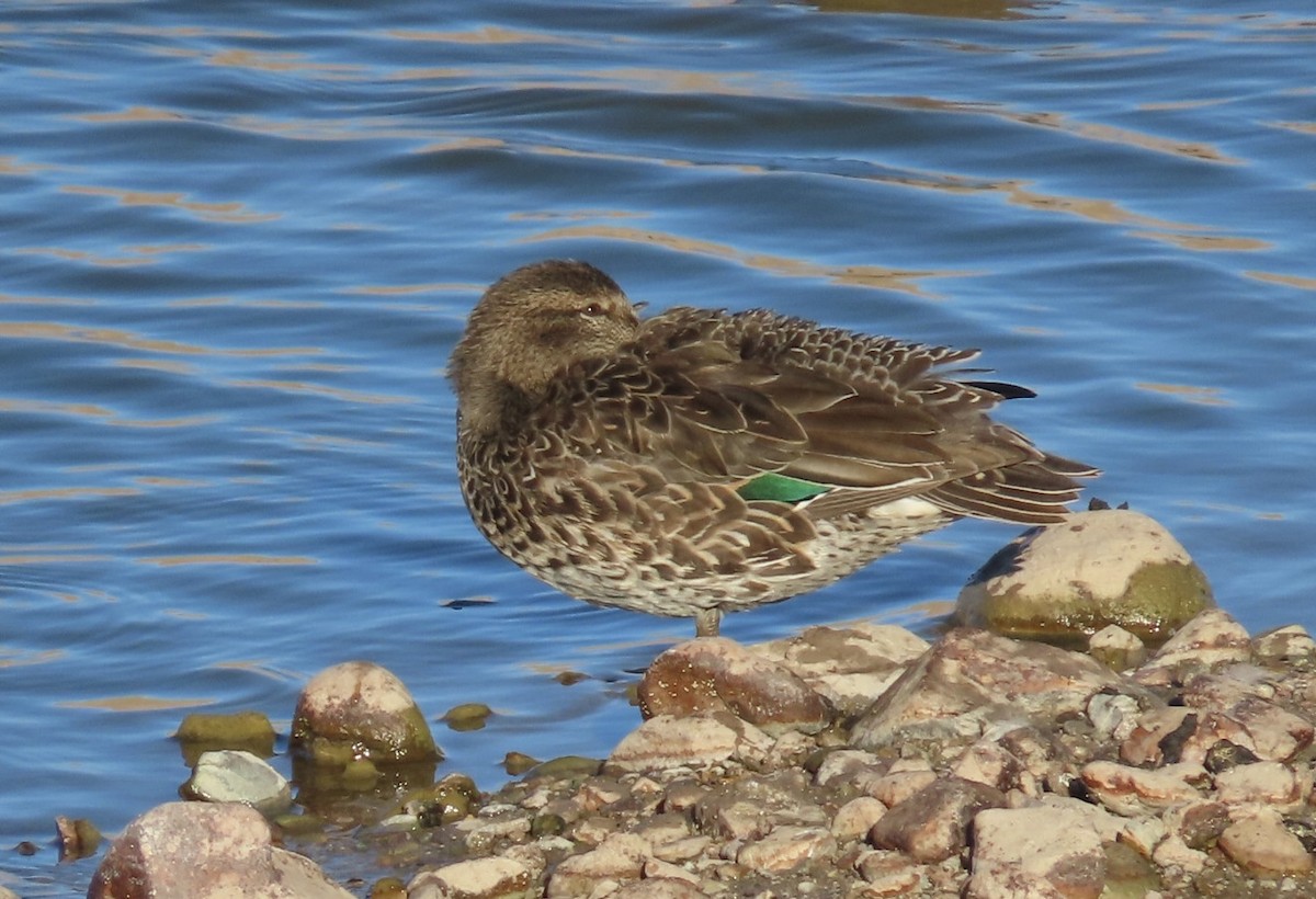 Green-winged Teal - ML646648248