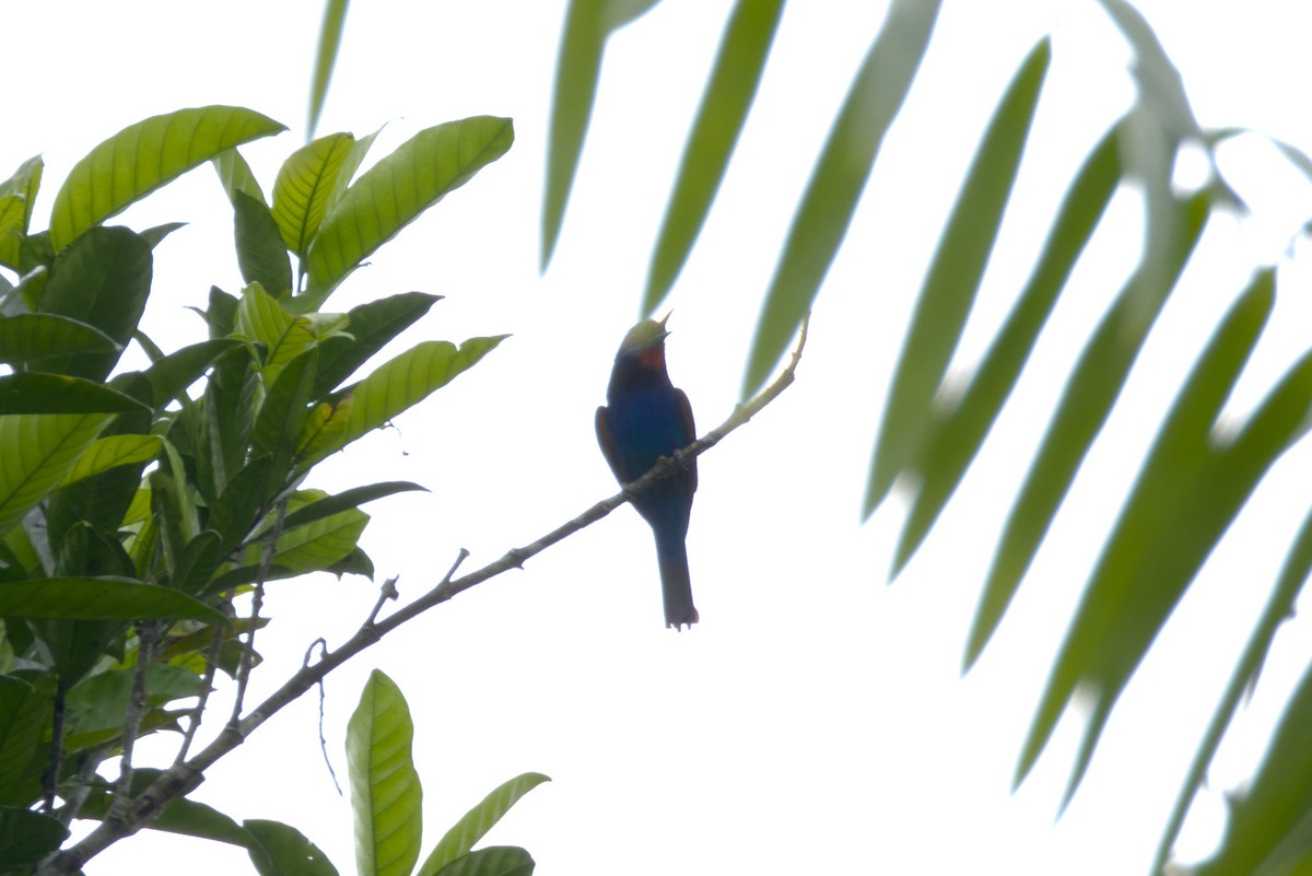 Blue-moustached Bee-eater - ML646648249