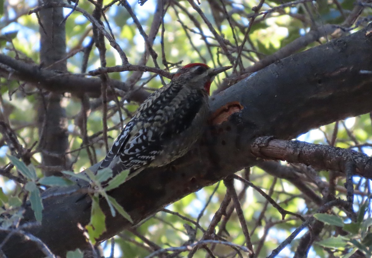 Red-naped Sapsucker - ML646648250