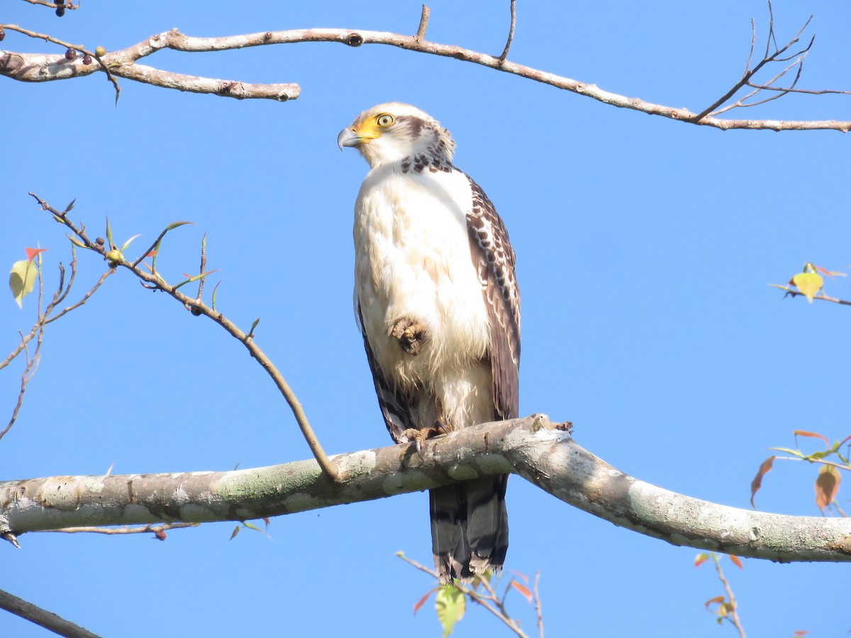 Andaman Yılan Kartalı - ML646648251