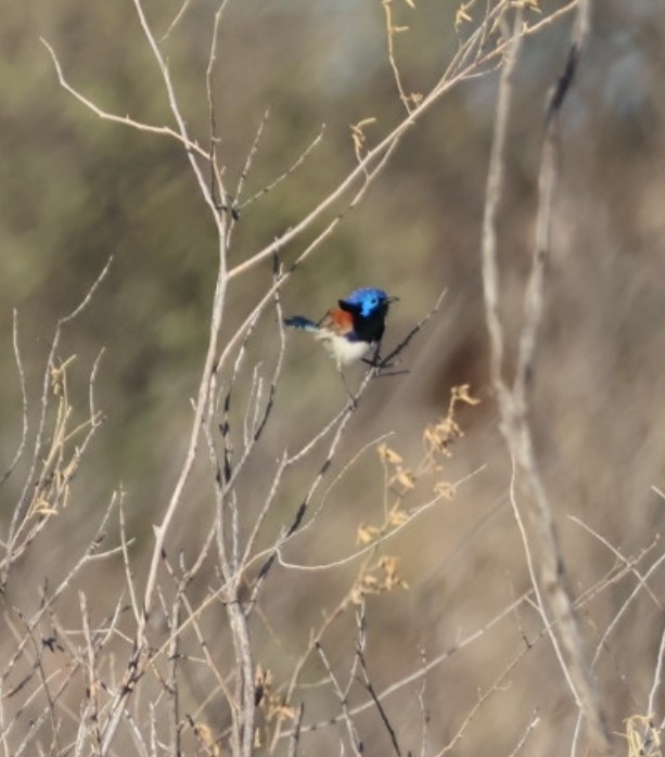 Purple-backed Fairywren - ML646648253