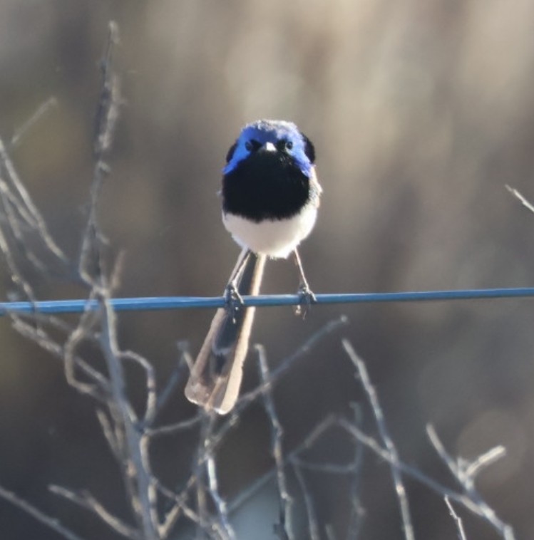 Purple-backed Fairywren - ML646648254