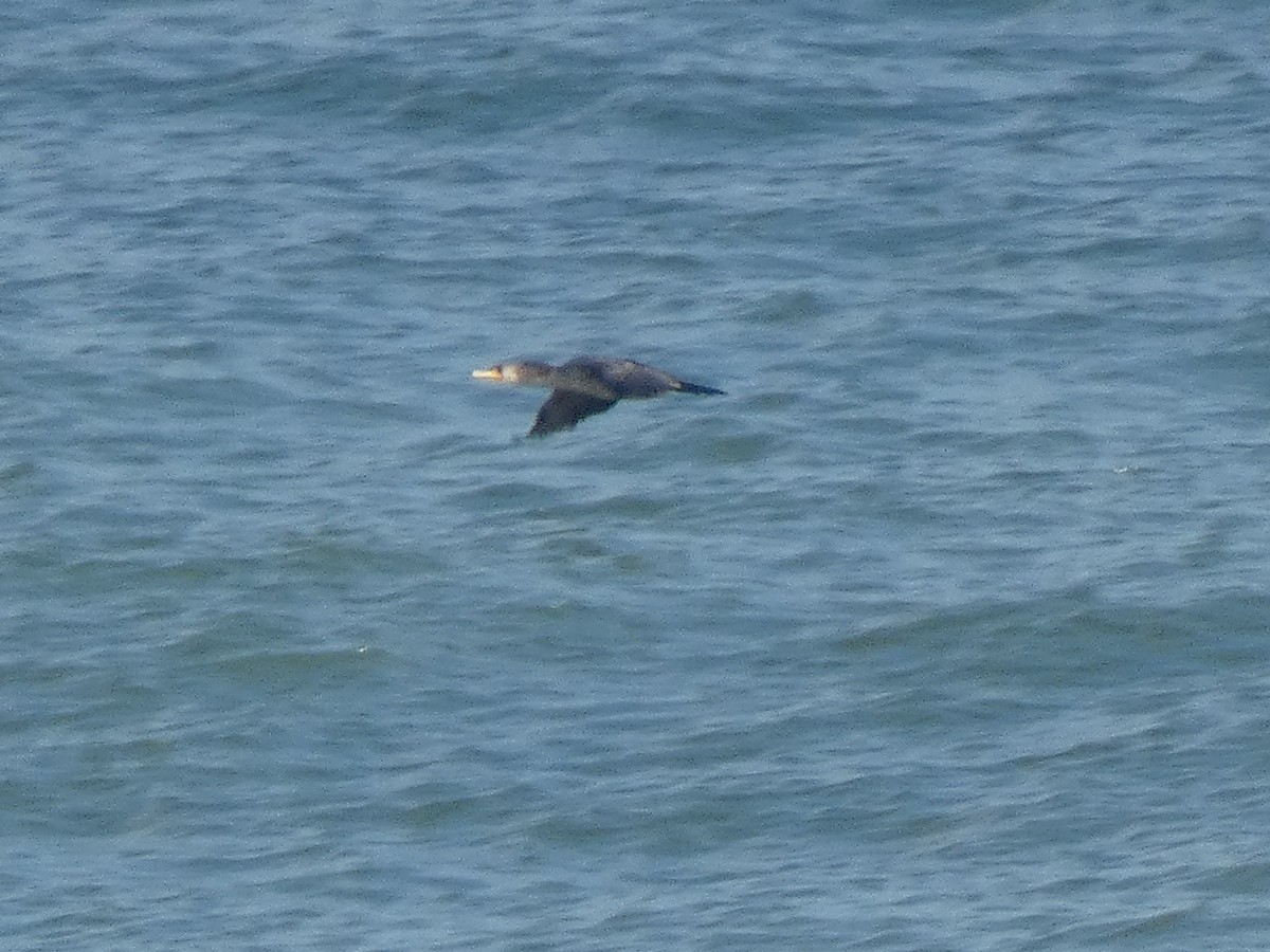 Double-crested Cormorant - ML646648257