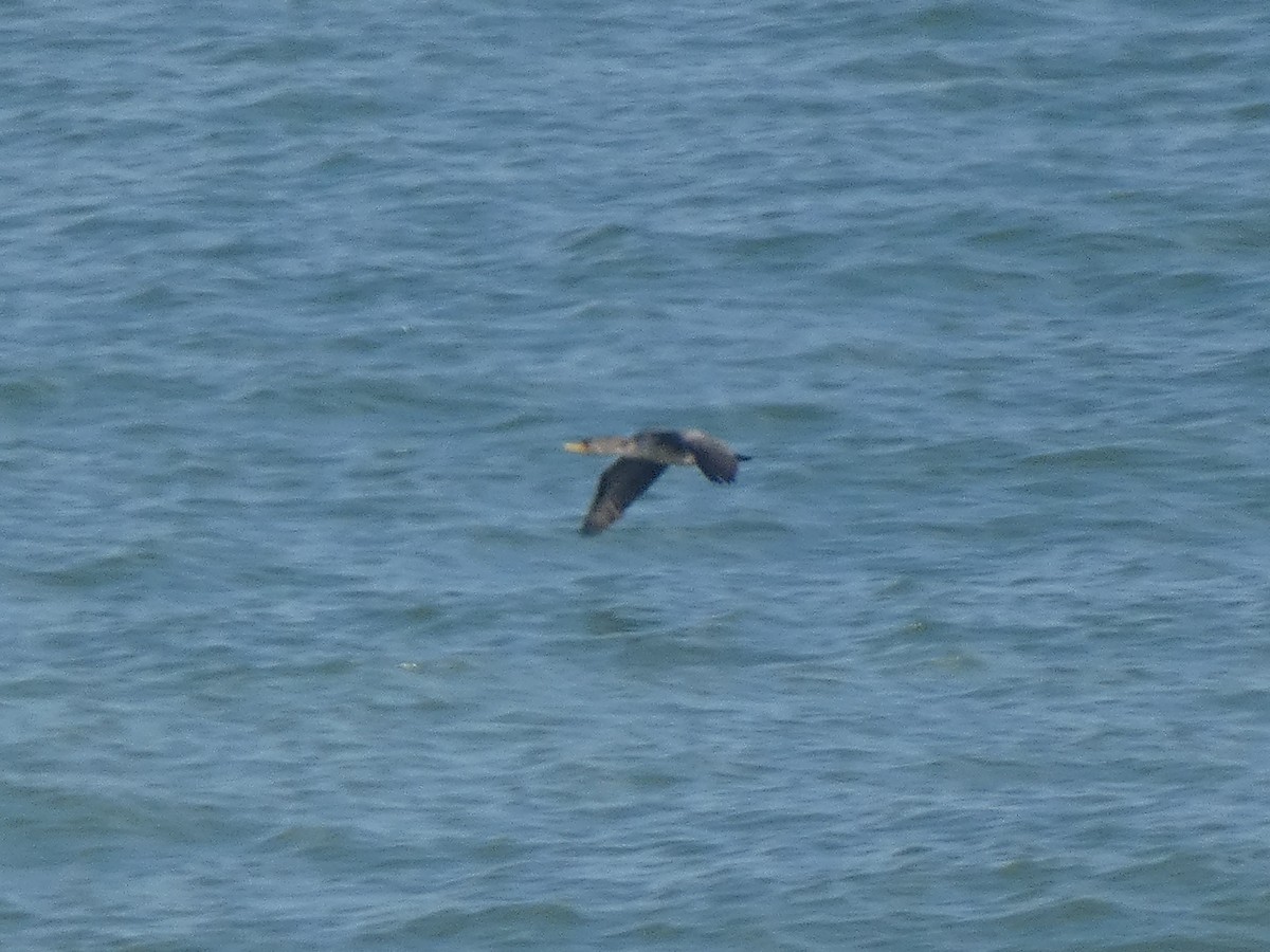 Double-crested Cormorant - ML646648258