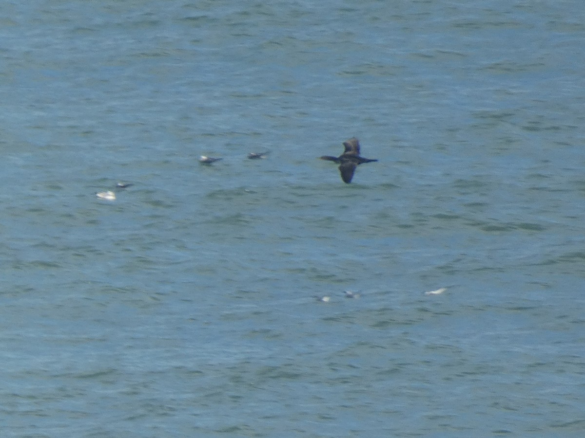 Double-crested Cormorant - ML646648259