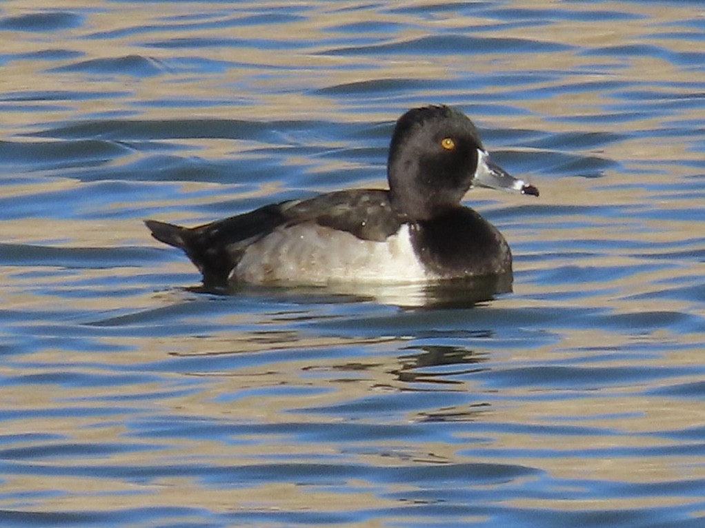 Ring-necked Duck - ML646648260