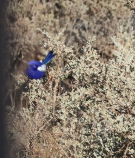White-winged Fairywren - ML646648262