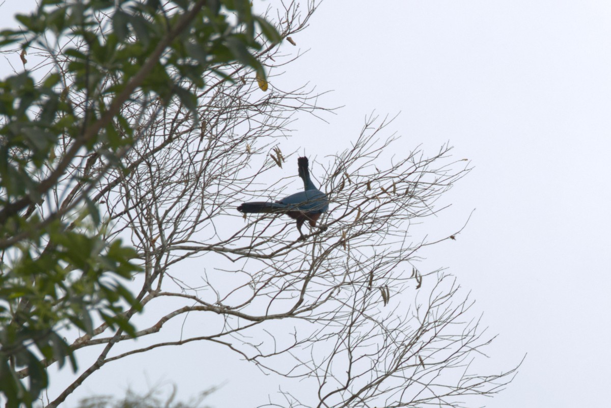 Great Blue Turaco - ML646648263