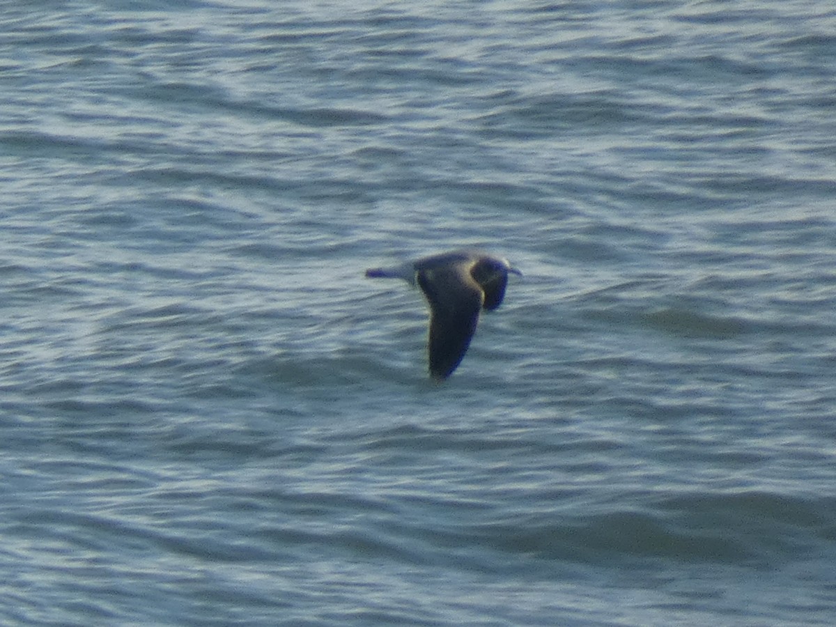 笑鷗 - ML646648264