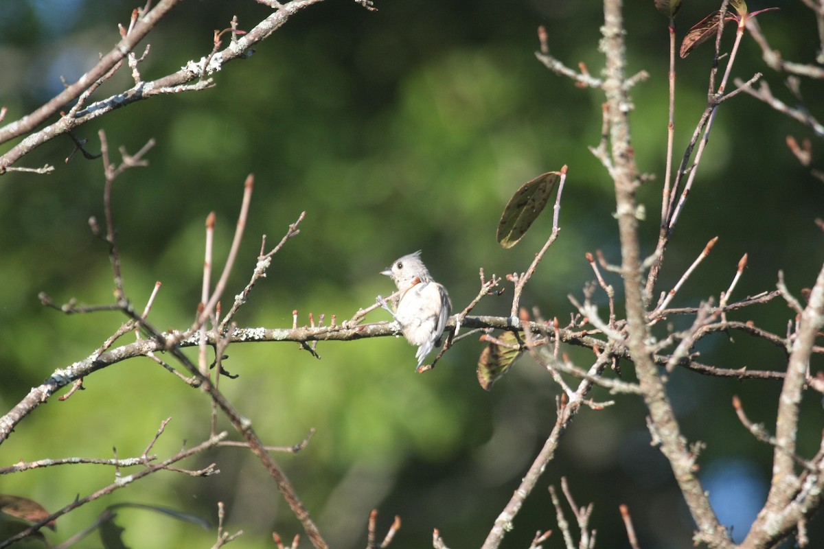 Tufted Titmouse - ML646648265