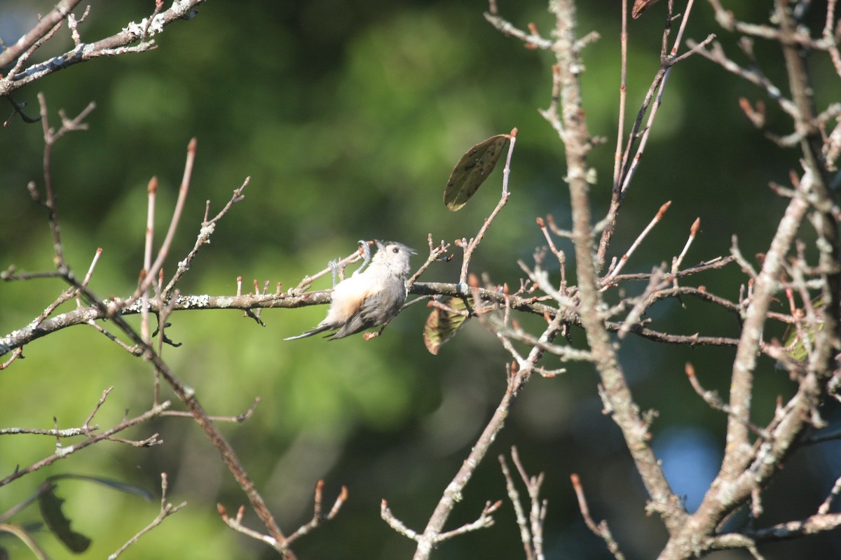 Tufted Titmouse - ML646648266