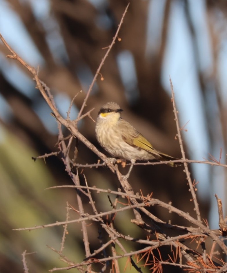 Singing Honeyeater - ML646648267