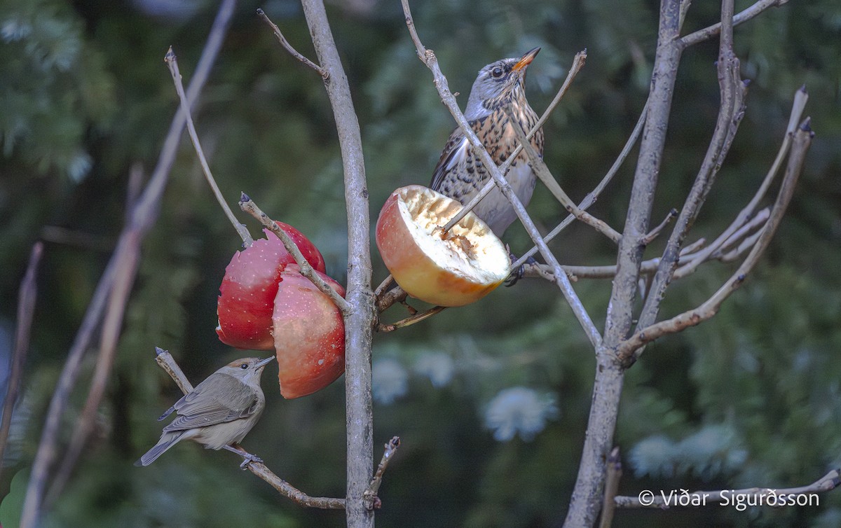 Eurasian Blackcap - ML646648268