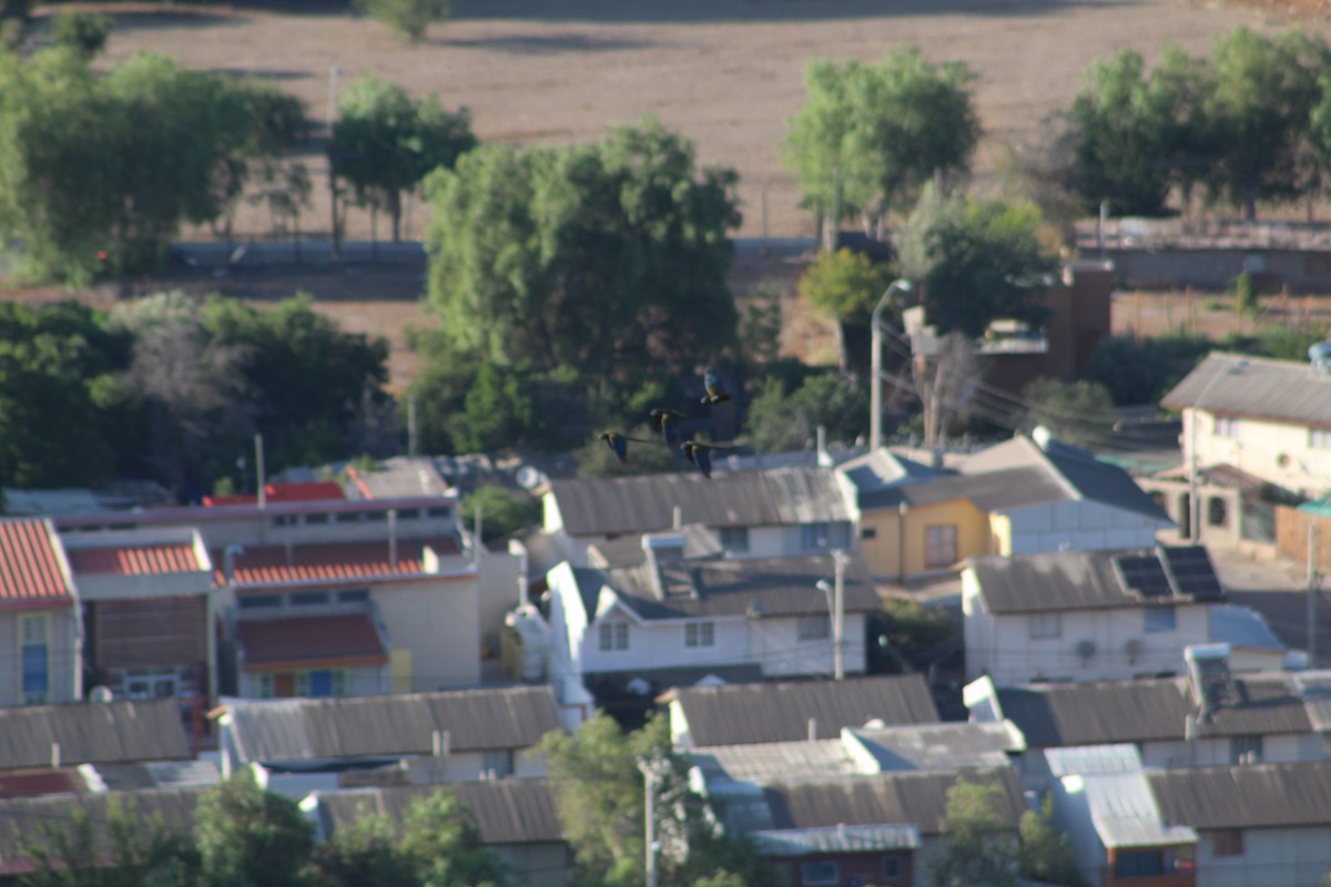 Papagai patagoniarra - ML646648270