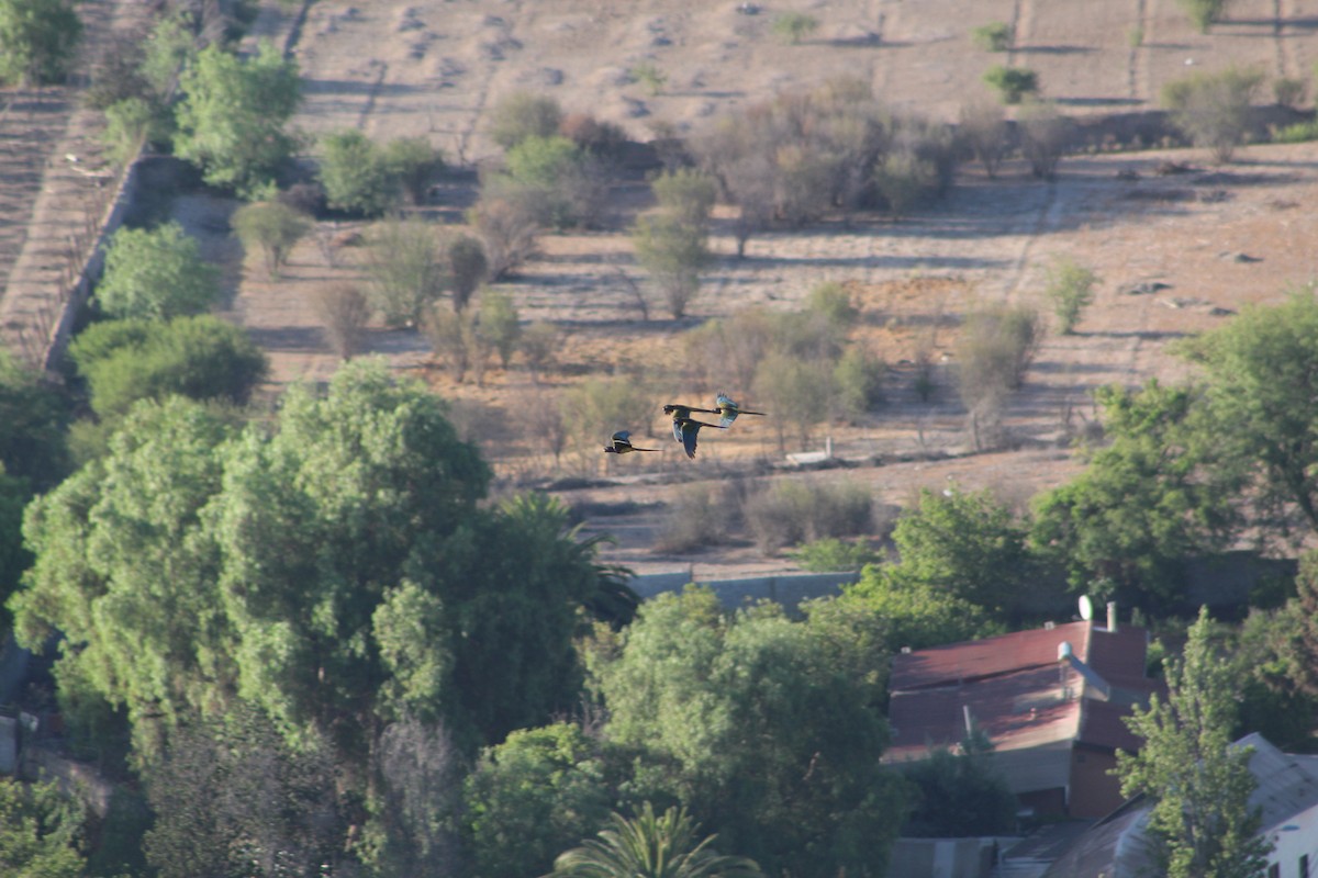 Papagai patagoniarra - ML646648271