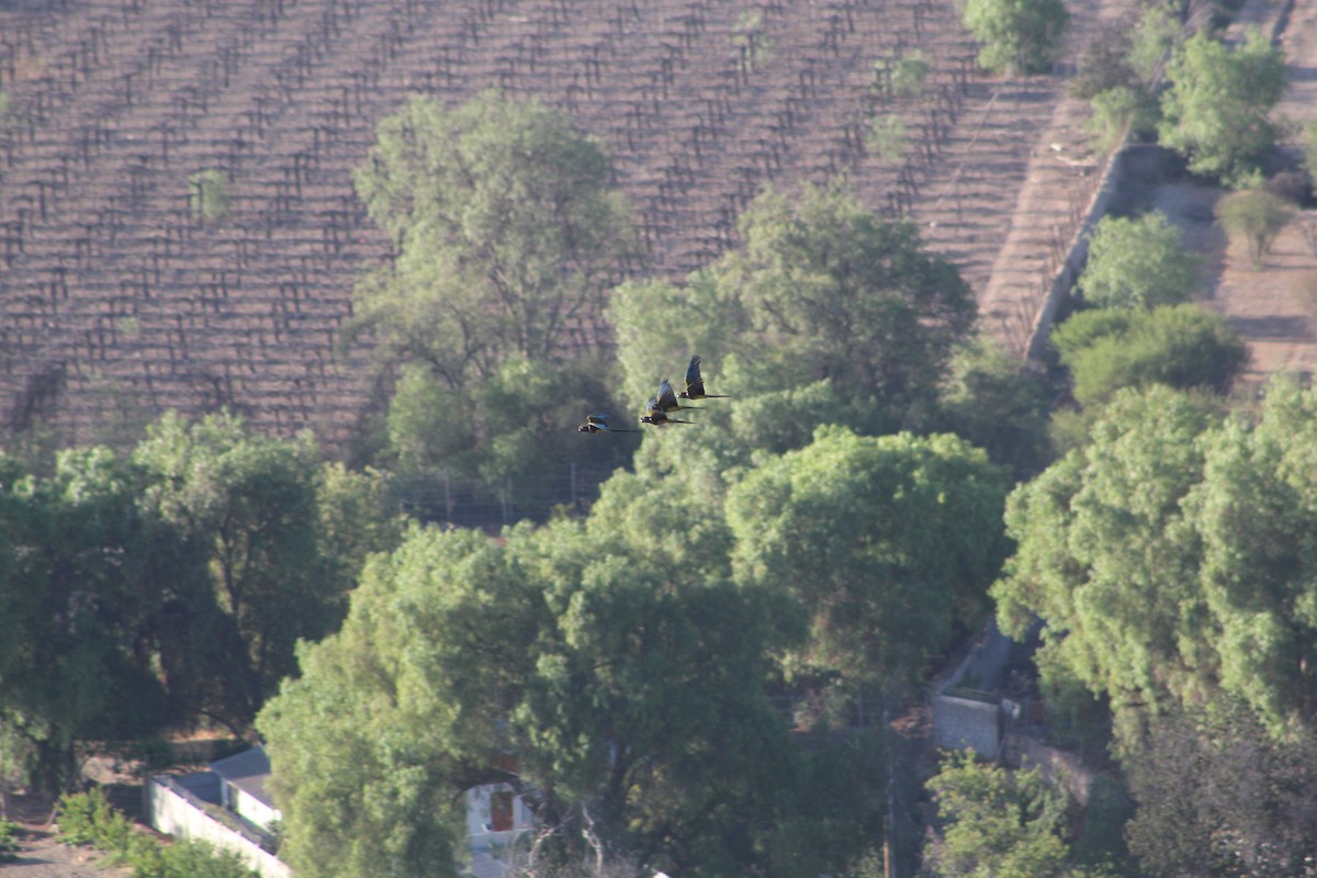 Papagai patagoniarra - ML646648272