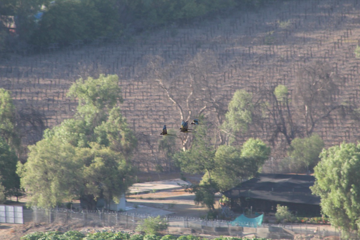 Papagai patagoniarra - ML646648273