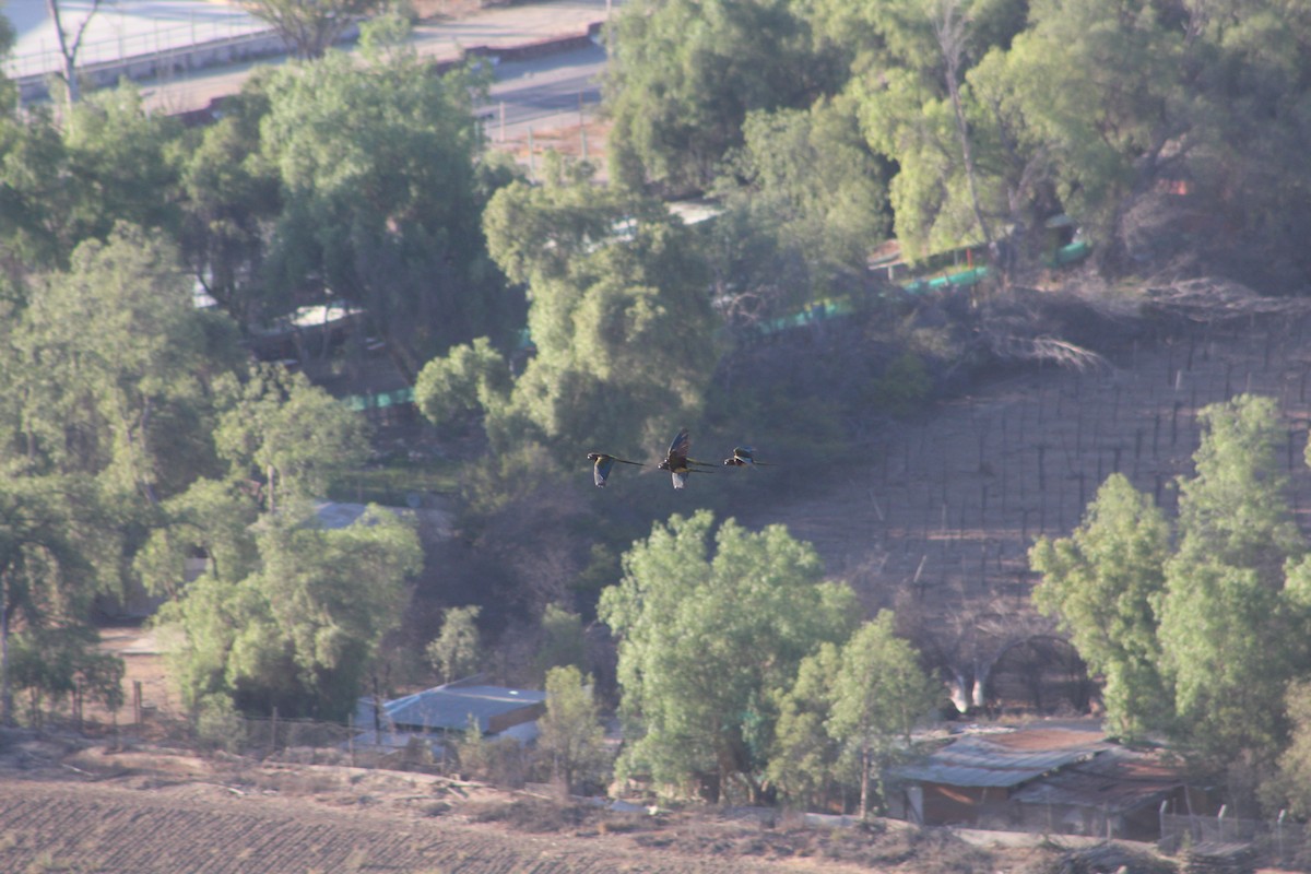 Papagai patagoniarra - ML646648274