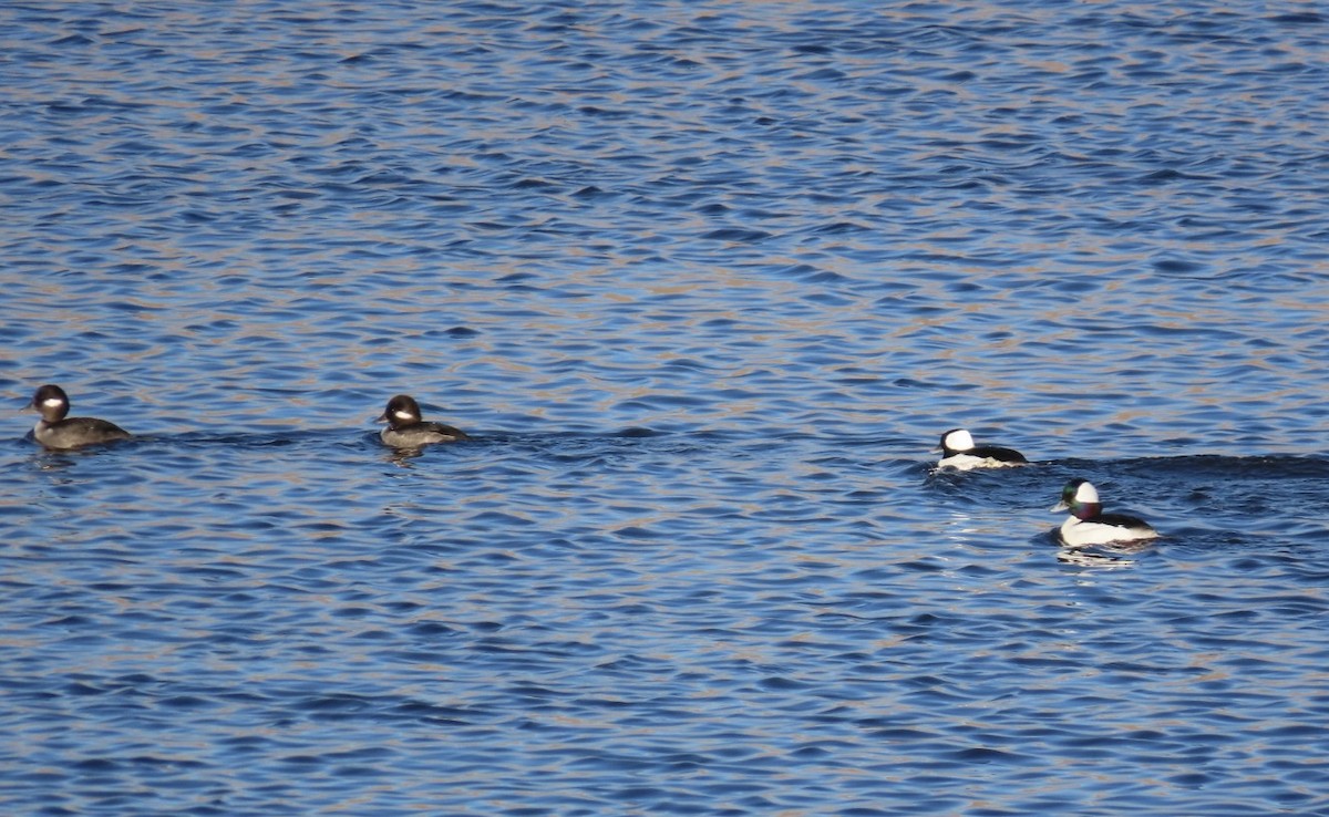 Bufflehead - ML646648275