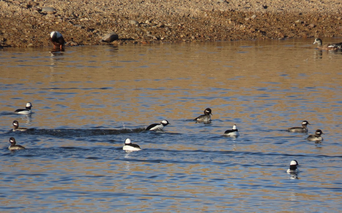Bufflehead - ML646648276