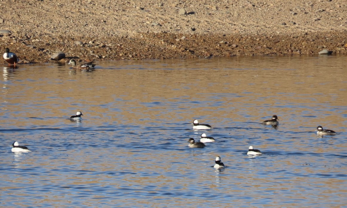 Bufflehead - ML646648277