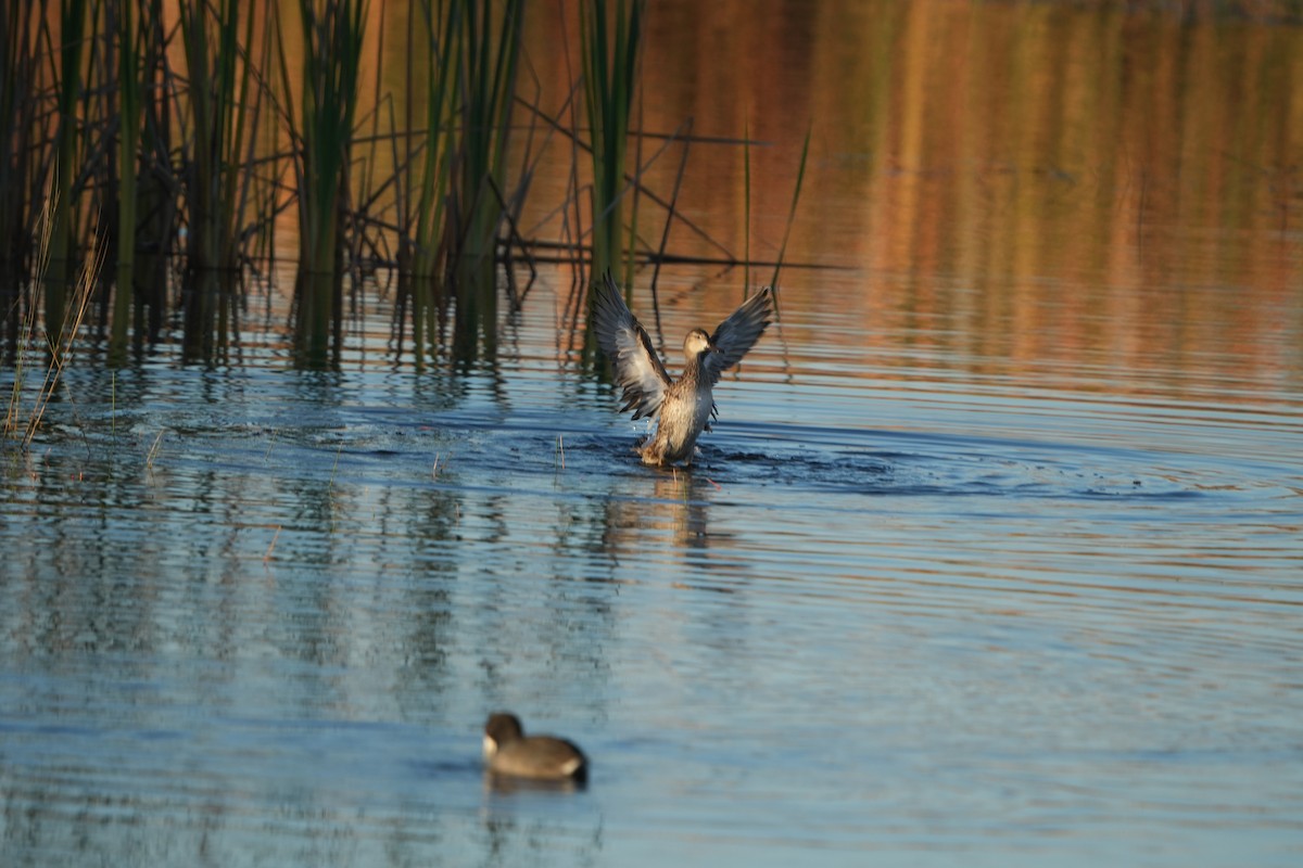 ミカヅキシマアジ - ML646648281