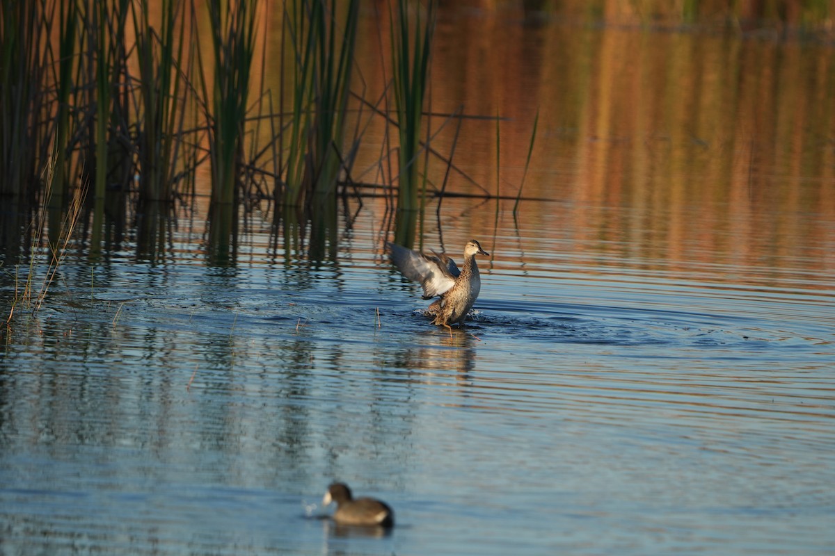 ミカヅキシマアジ - ML646648282