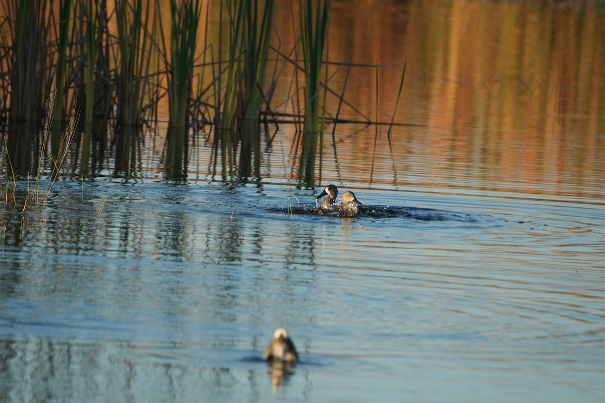 ミカヅキシマアジ - ML646648283